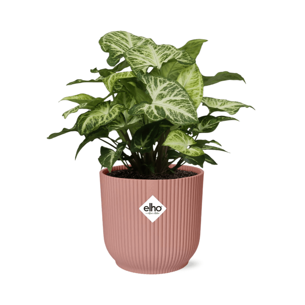 Syngonium Arrow in ELHO Vibes Fold 14cm roze