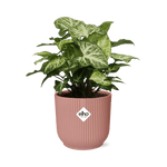 Syngonium Arrow in ELHO Vibes Fold 14cm roze