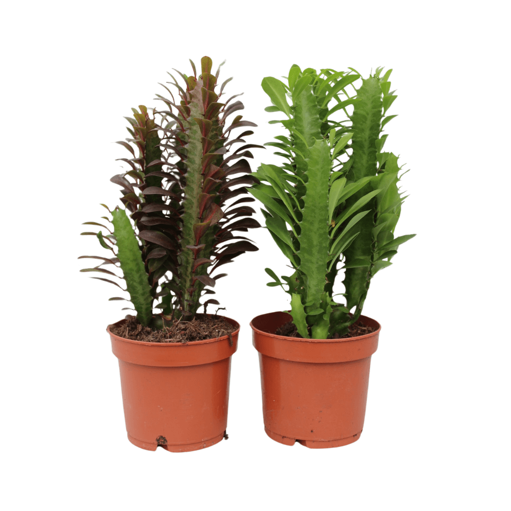 Euphorbia gemischt - 2 Stück - Ø12cm - ↕35cm