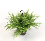 Nephrolepis Boston Green Moment Hang – Ø19cm – ↕60cm