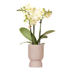 Kolibri Orchids | gele Phalaenopsis orchidee - Mexico + Diabolo pot sand - potmaat Ø9cm | bloeiende kamerplant - vers van de kweker