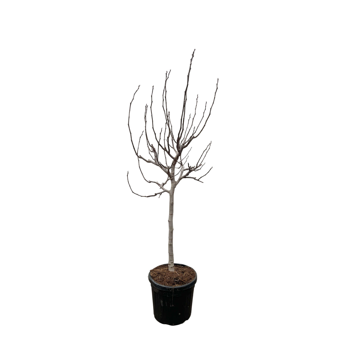 Ficus Carica op stam - 225 cm - ø40