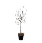 Ficus Carica op stam - 225 cm - ø40