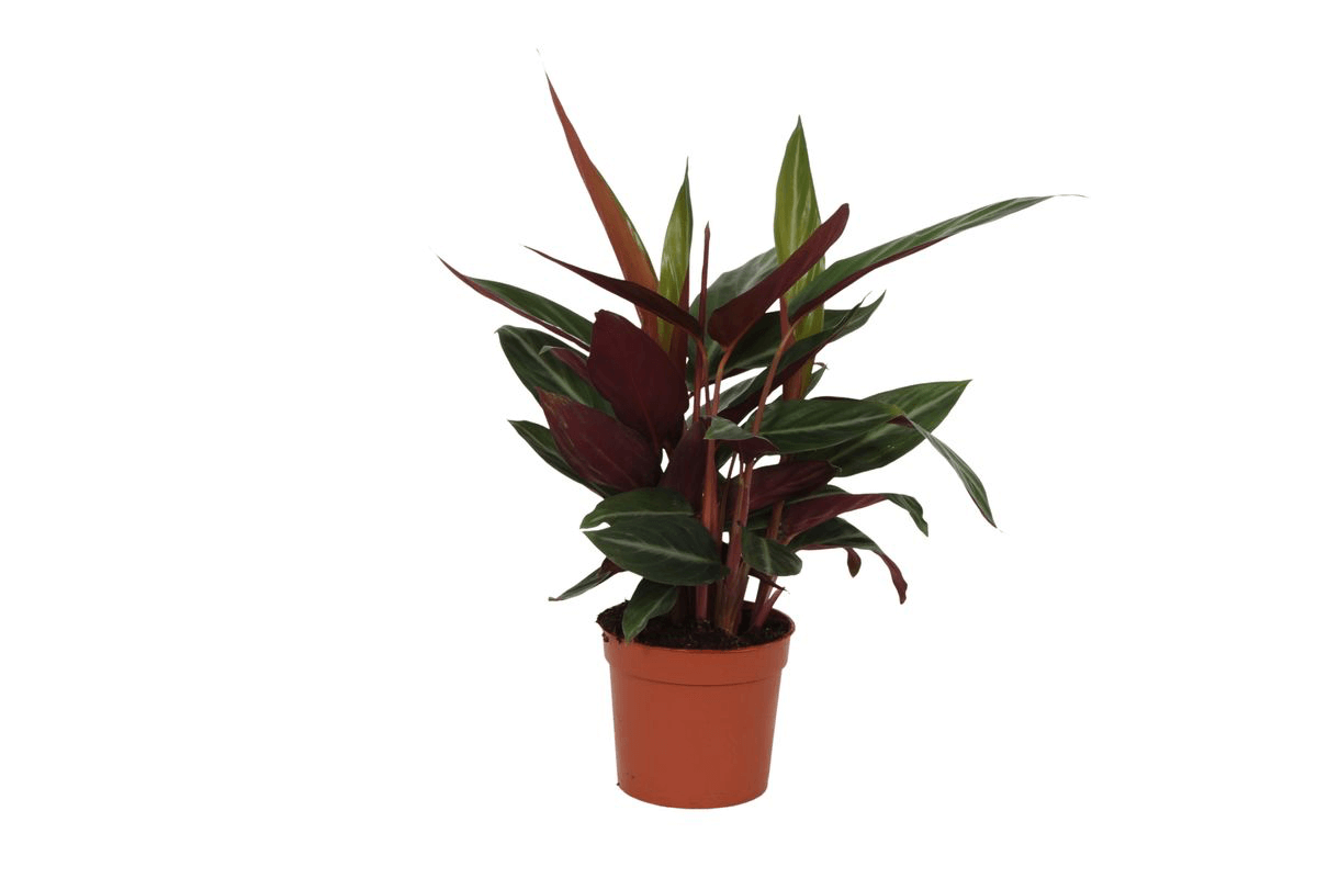 Calathea Stripestar - 40 cm - Ø12cm