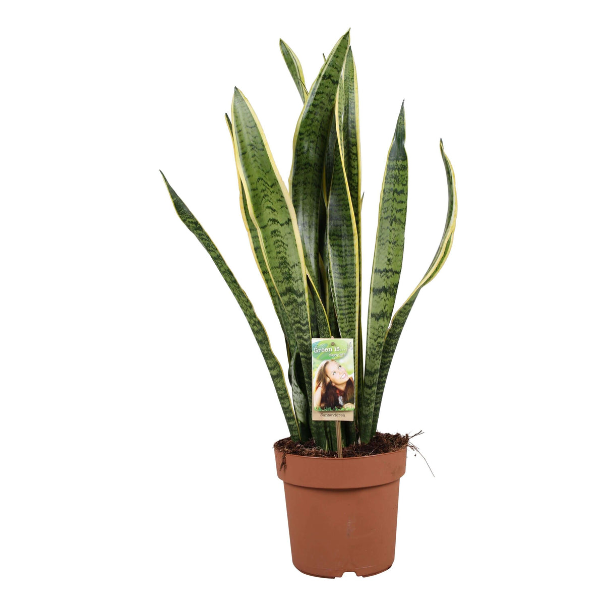 Sansevieria Laurentii - Ø21cm - ↕75cm