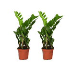 Zamioculcas Zamiifolia - 2 stuks - ø12cm - ↕40cm