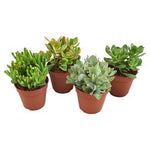 Crassula Mix - 4 stuks - Ø12cm - ↕23cm