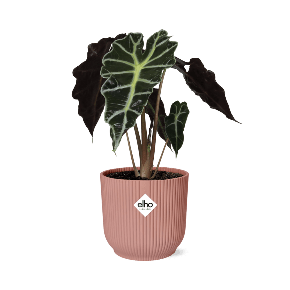 Alocasia ‘Polly’ in ELHO Vibes Fold 14cm roze