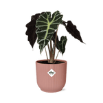 Alocasia ‘Polly’ in ELHO Vibes Fold 14cm roze