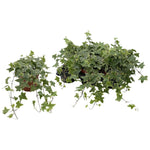 Hedera Helix 'Gold Child' - Ø13cm - ↕cm