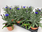 Centaurea Lookandtaste - Ø12cm - ↕30cm