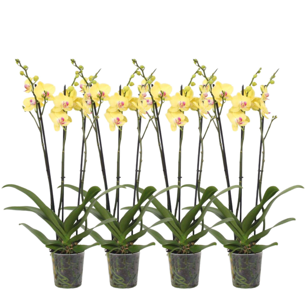 4er-Set – Phalaenopsis Lime Light – Orchidee mit 3 Zweigen – 60 cm – Ø12 cm