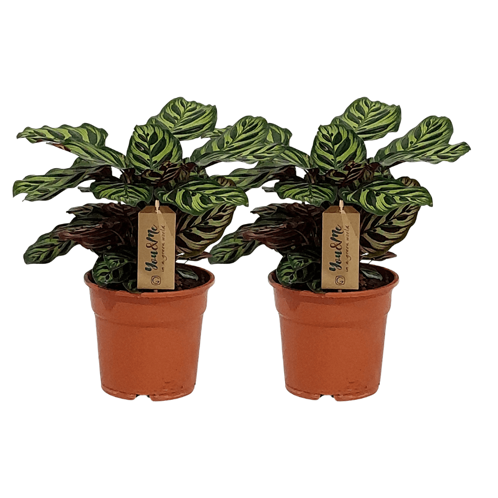 Calathea Makoyana - 2 stuks - Ø17cm - ↕25cm