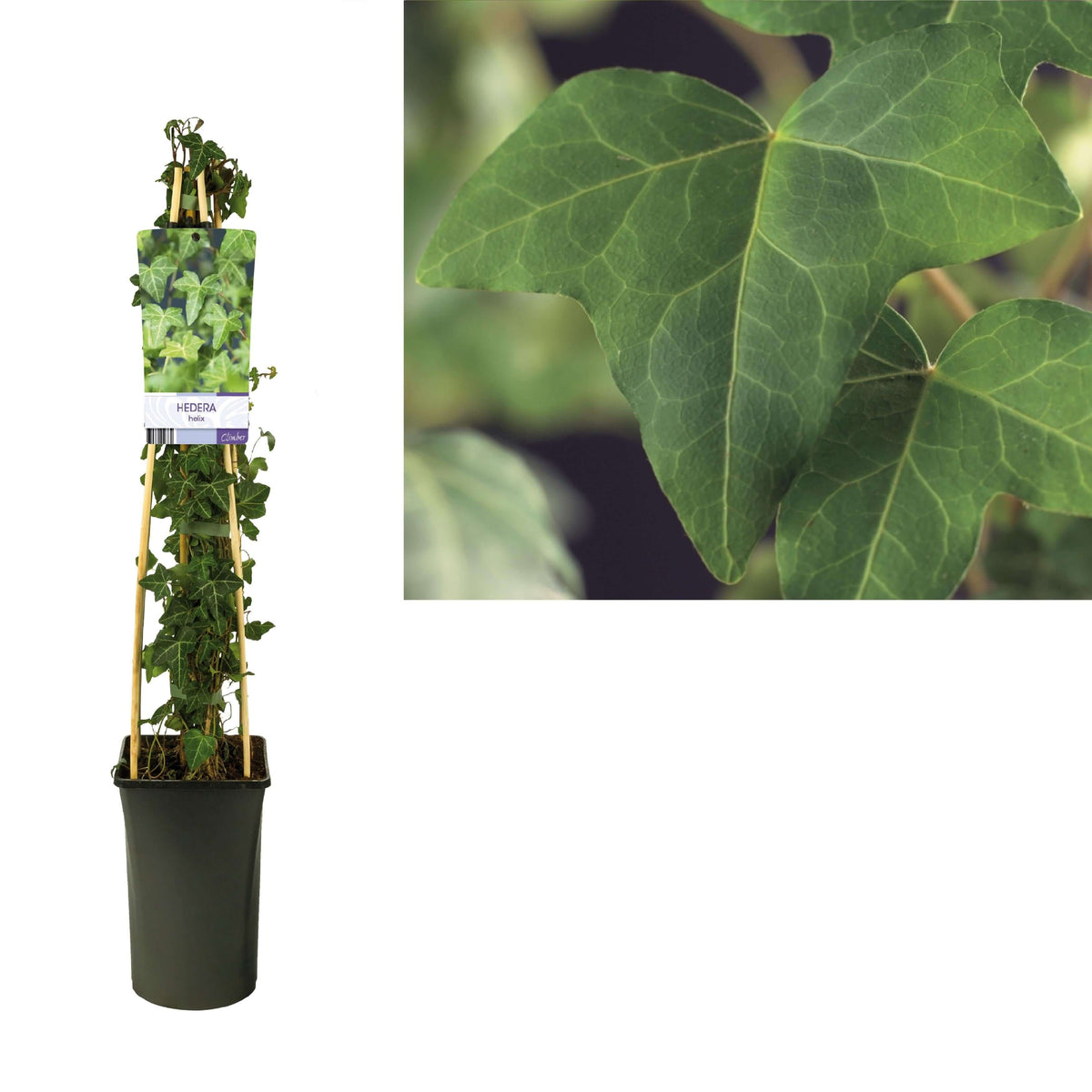 Hedera-Helix - Ø17cm - ↕75cm