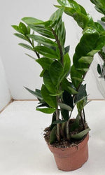 Zamioculcas - Ø12cm - ↕35cm