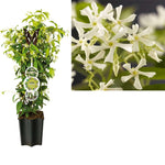 FleuraTerrazza W320 Trachelospermum Jasminoides +label - Ø19cm - ↕75cm