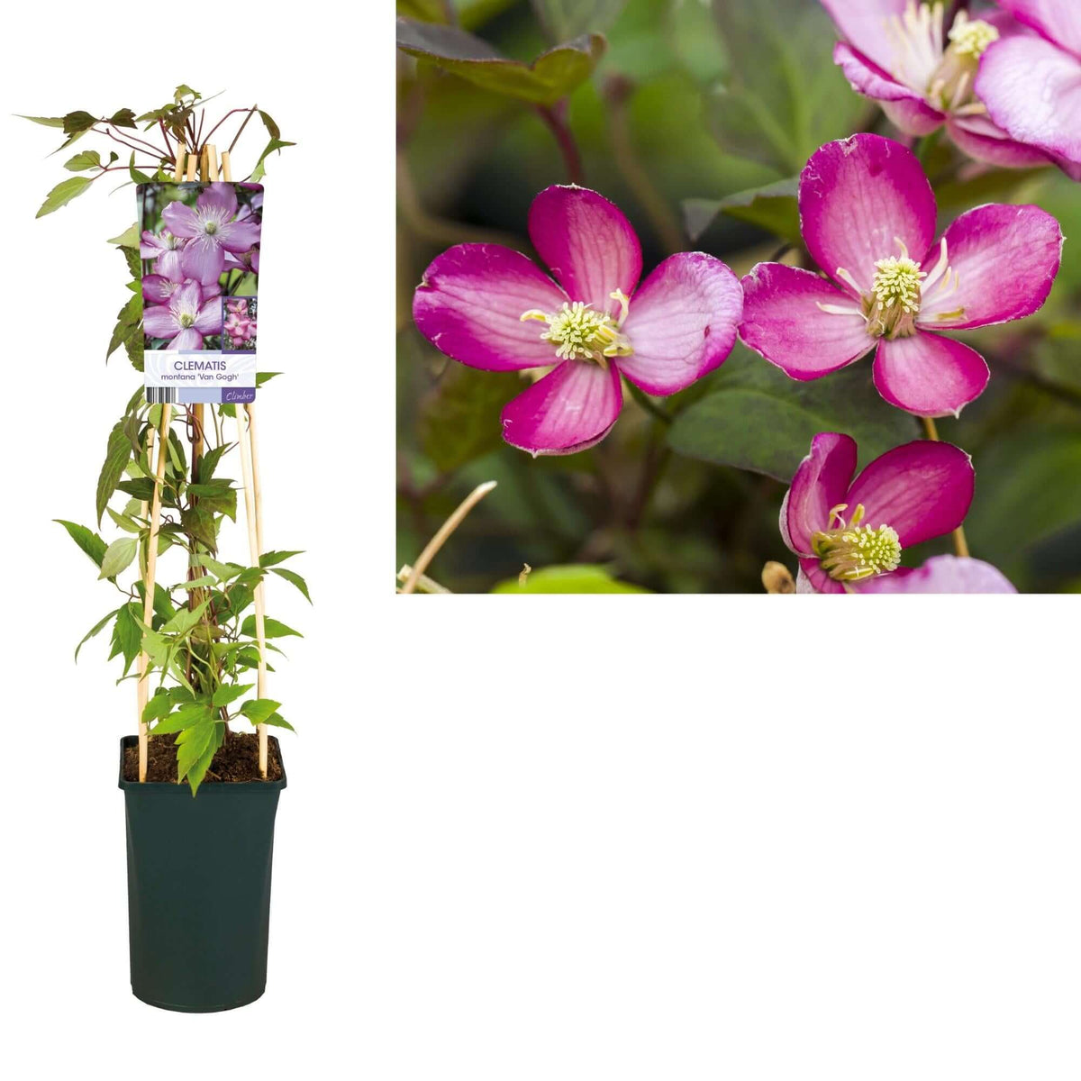 Clematis Montana 'Van Gogh' +light Label - Ø17cm - ↕75cm