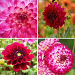 Flowerbulbs Amsterdam - Mix Outdoor Happiness, Dahlia Little Robert & Dahlia Heatwave, 2 stuks