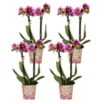 Kolibri-Orchideen | KOMBI-ANGEBOT mit 4 rosa-lila Phalaenopsis-Orchideen - El Salvador - Topfgröße Ø9cm | blühende Zimmerpflanze – frisch vom Züchter