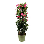 Mandevilla Sundaville Early Pink In Toren (Dipladenia) - Ø24cm - ↕95cm