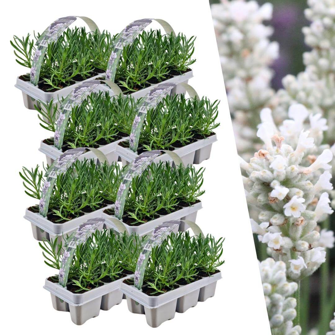 8 x 6 pack Lavendel angustifolia white - 48 x Ø7 cm - ↕15 cm