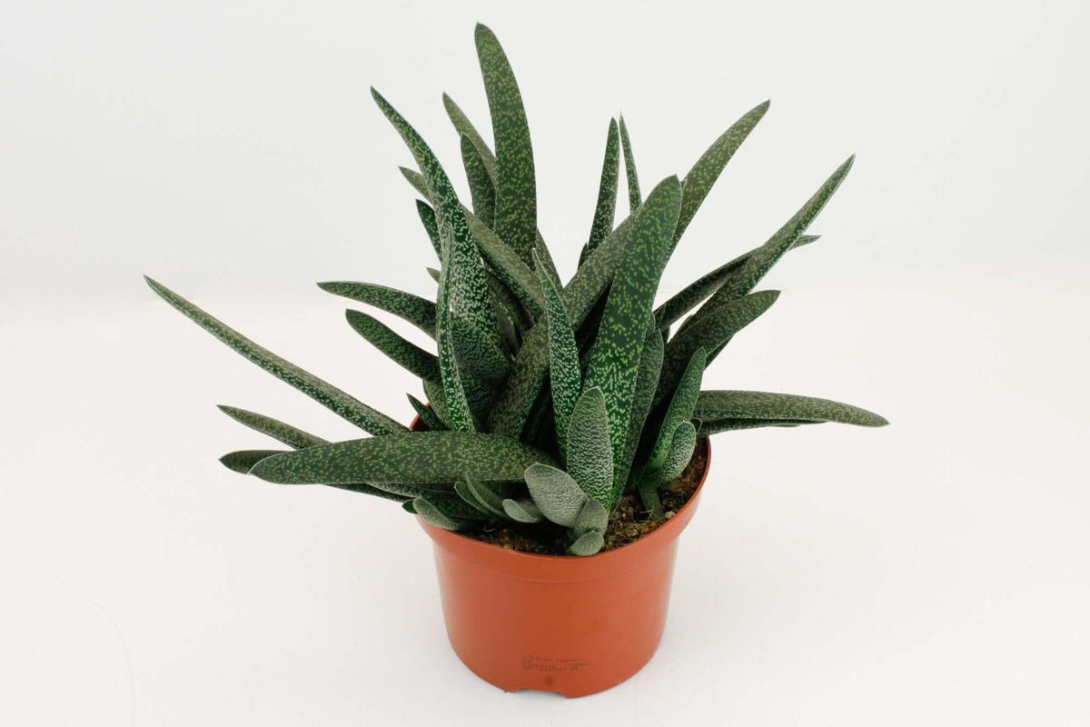 Kleine Gasteria - Ø17cm - ↕20cm