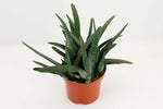 Kleine Gasteria - Ø17cm - ↕20cm