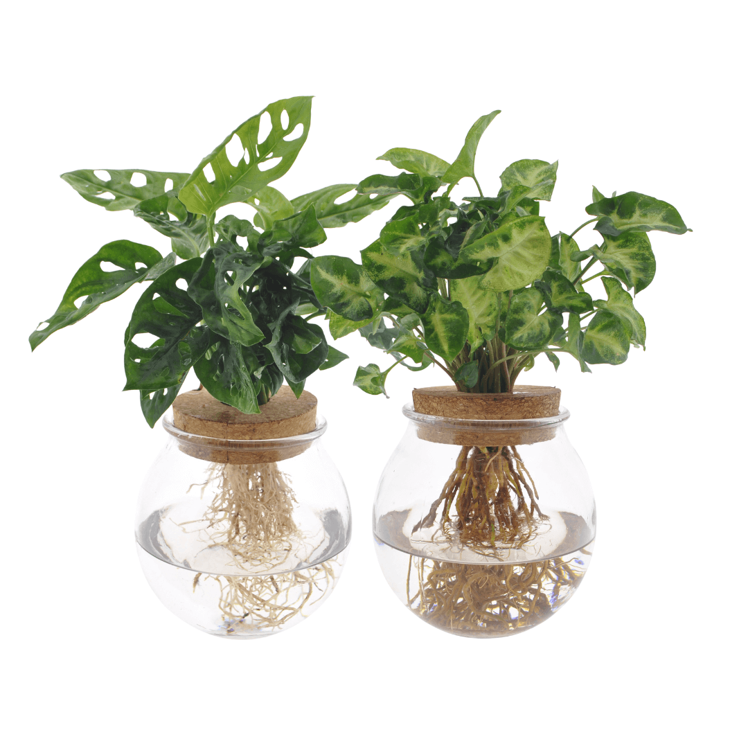 Bolglas Duo Monstera Adansonii/Syngonium Green- 2 stuks - Ø12cm - ↕12-30cm