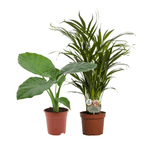 Alocasia Macrorrhiza/Dypsis Lutescens Duo - 2 stuks - Ø17cm - ↕50-60cm