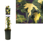 Hedera H. 'Goldheart' +light Label - Ø17cm - ↕75cm