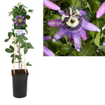 Passiflora 'Betty Miles Young' +light Label - Ø17cm - ↕75cm