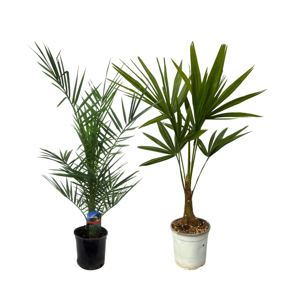 Phoenix Canariensis - 80 cm Ø15cm + Trachycarpus Fortuneii - 100 cm - Ø18cm