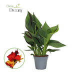 Canna Cleopatra Zonder Bloem - Ø17cm - ↕50cm