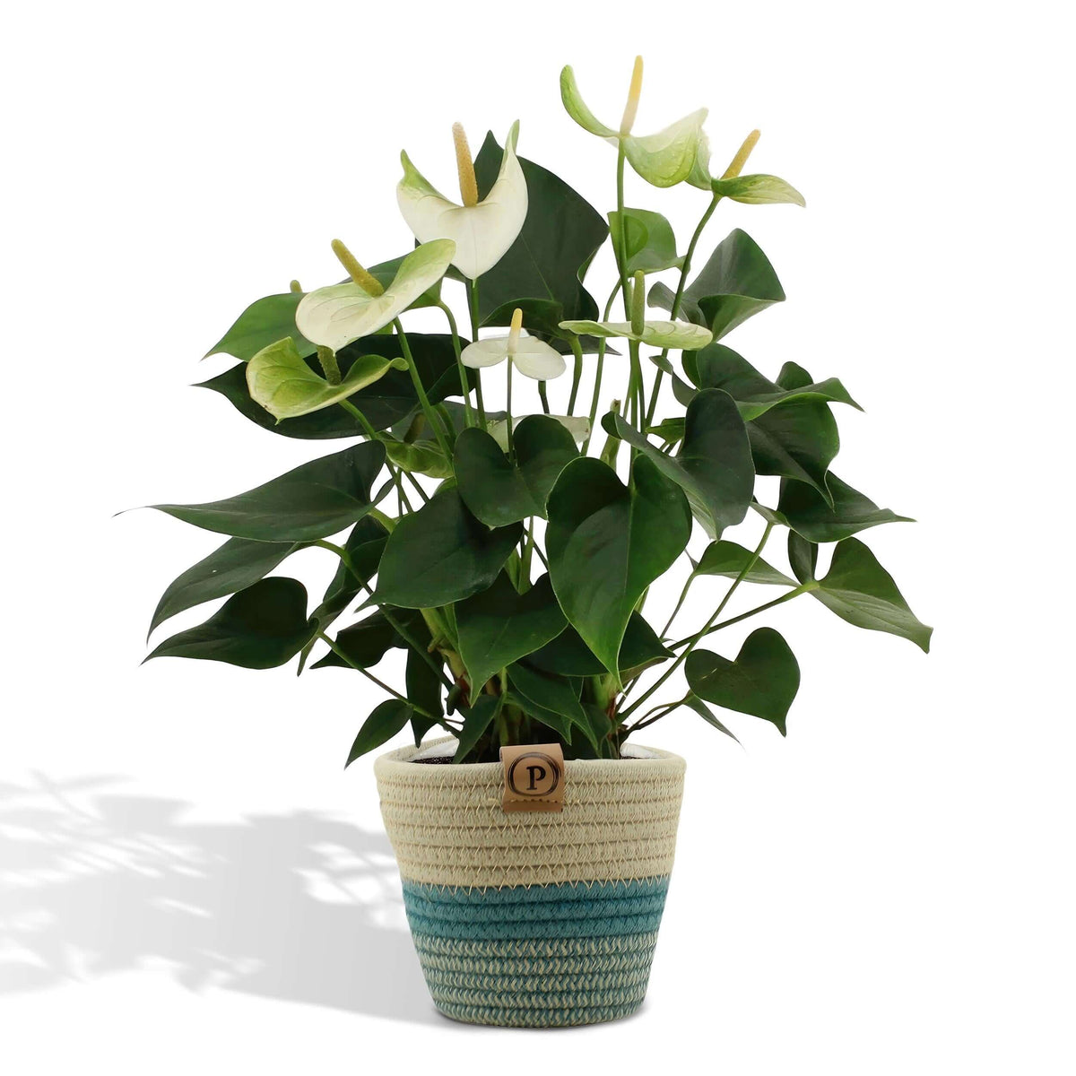 Anthurium andreanum Namora incl. PURE mand - 45cm - Ø12