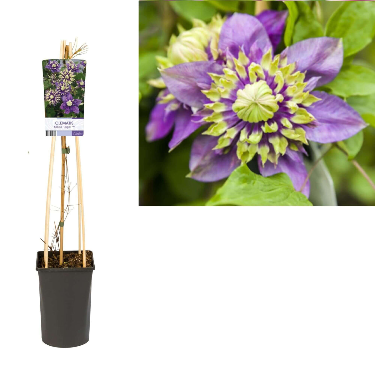 Clematis Florida 'Taiga' PBR - Ø17cm - ↕75cm