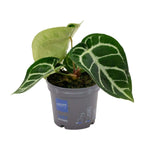 Anthurium Clarinervium - Ø12cm - ↕20cm