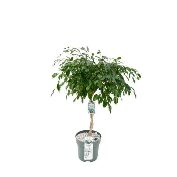 Ficus Adora / Exotica - Ø27cm - ↕120cm