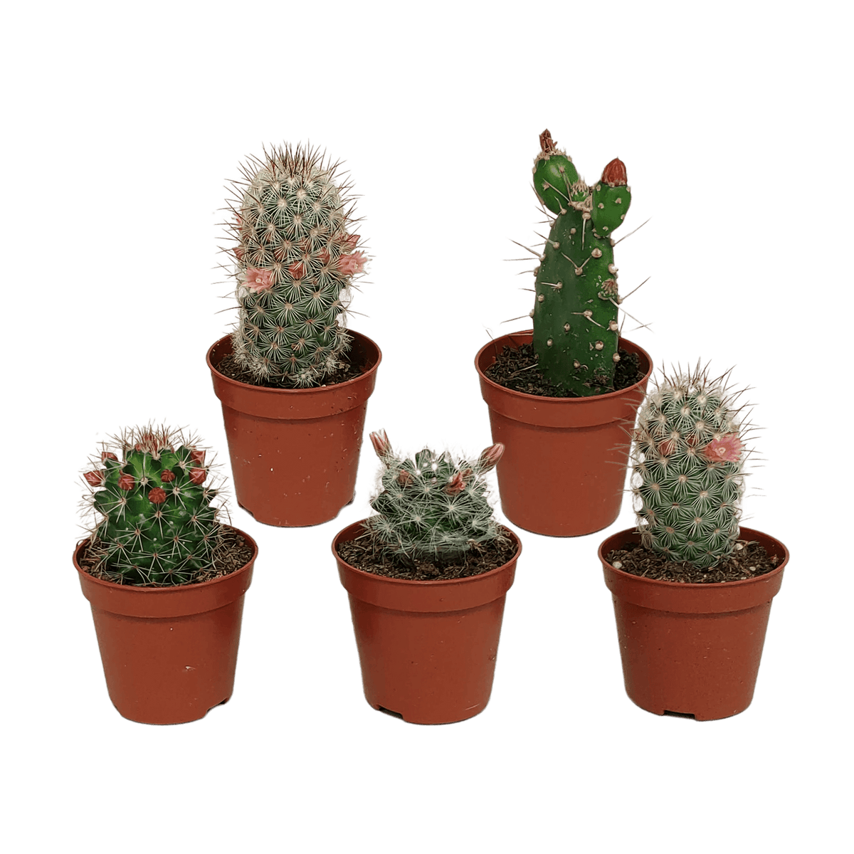 Cactus mix 5.5 cm - zonder pot bloeiend - 5x