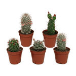 Cactus mix 5.5 cm - zonder pot bloeiend - 5x