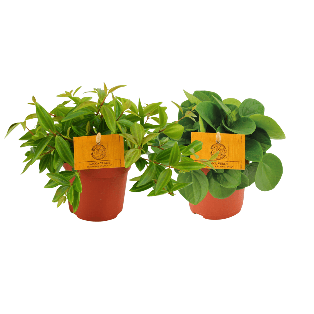 Peperomia Duo 2.0 - 2 stuks - Ø10,5cm - ↕15cm