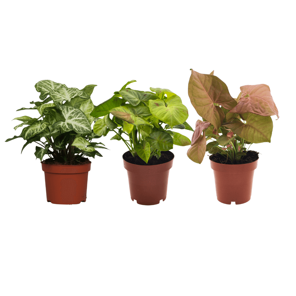 Syngonium mix - 3 stuks - Ø12cm - ↕20-25cm