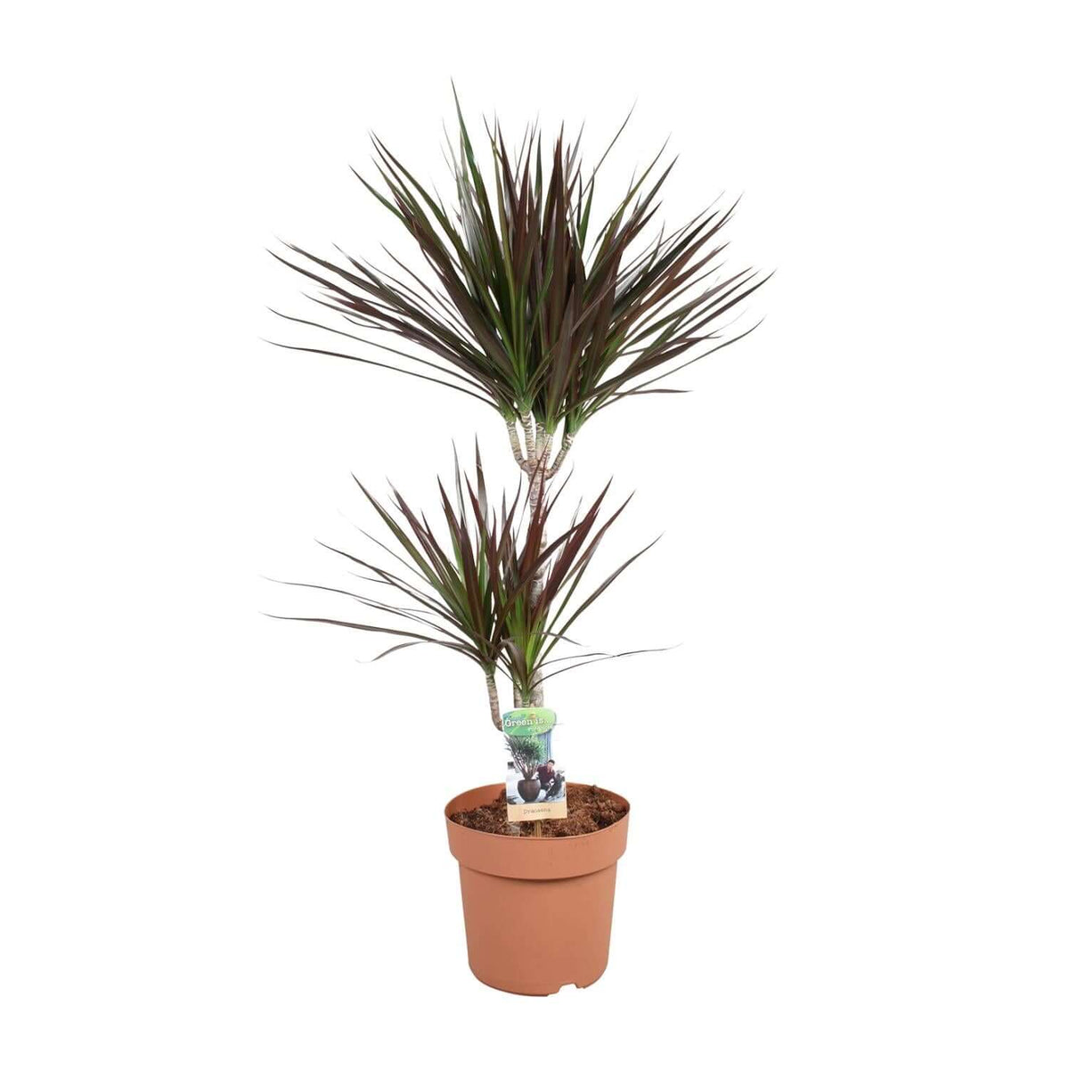 Dracaena Magenta 45-15 - Ø21cm - ↕90cm