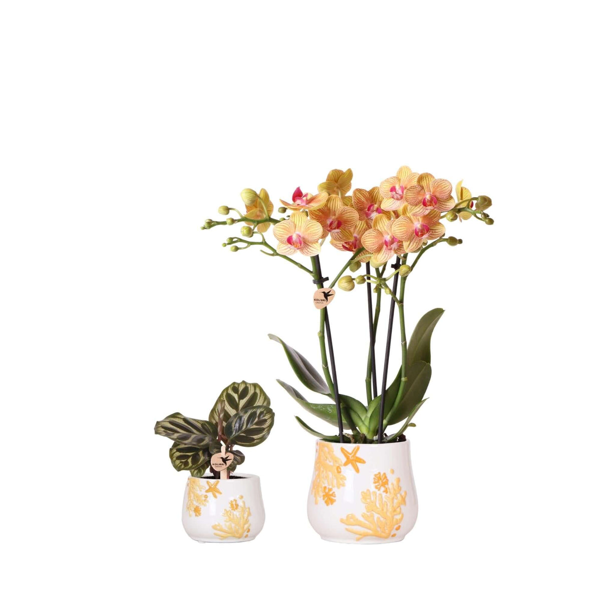 Kolibri Company - Pflanzenset Coral Orange | Set mit orangefarbener Phalaenopsis-Orchidee Jamaica Ø9cm und Grünpflanze Calathea Ø6cm | inkl. orangefarbenen Dekotöpfen aus Keramik