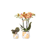 Kolibri Company - Pflanzenset Coral Orange | Set mit orangefarbener Phalaenopsis-Orchidee Jamaica Ø9cm und Grünpflanze Calathea Ø6cm | inkl. orangefarbenen Dekotöpfen aus Keramik