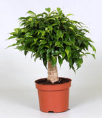 Ficus Green Kinky - Ø12cm - ↕30cm