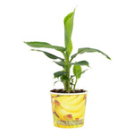 Musa Tropicana 12cm - Becherbanane - Ø12cm - ↕38cm