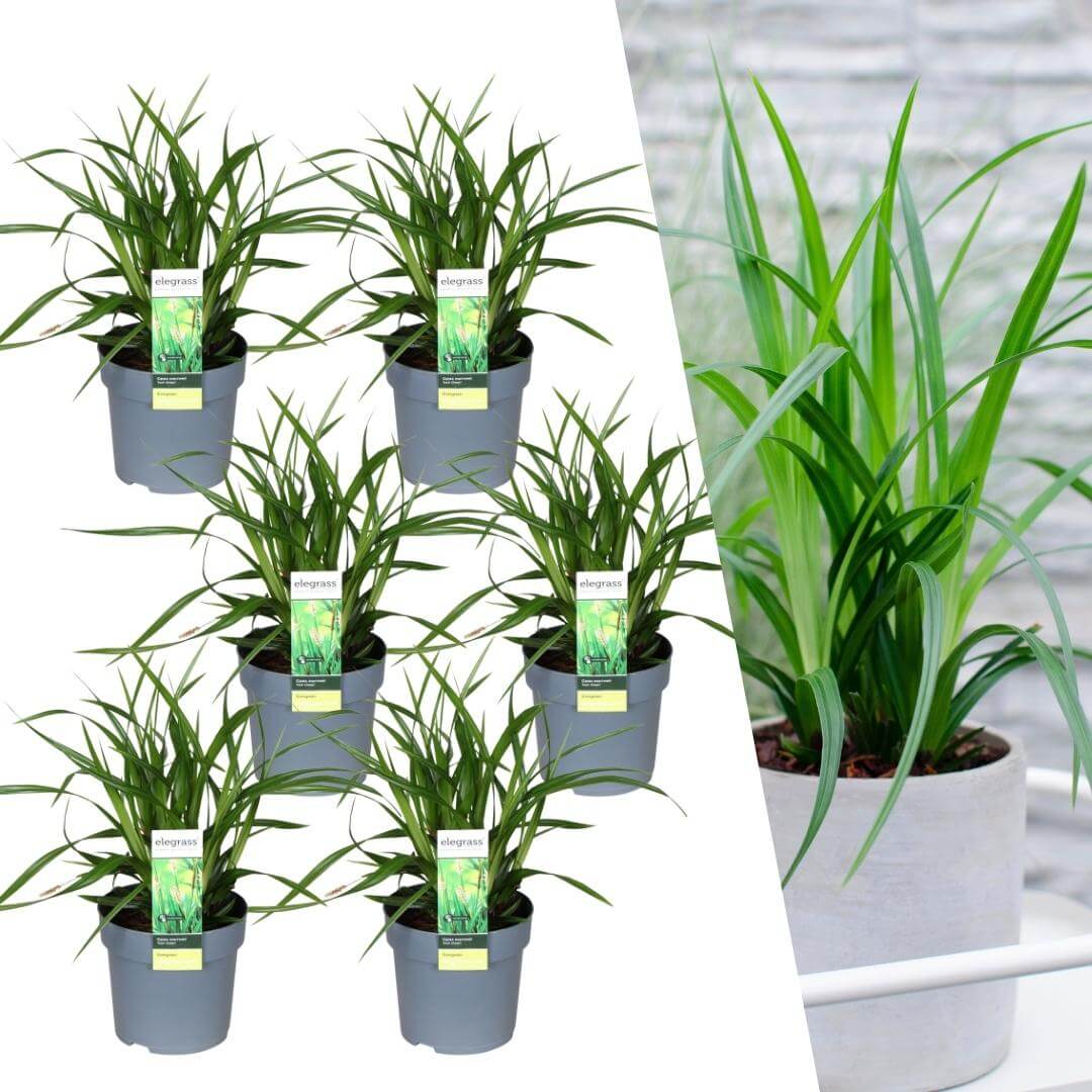 6 x Carex morrowi 'Irish Green' - Ø 14 cm - ↨ 25 cm 