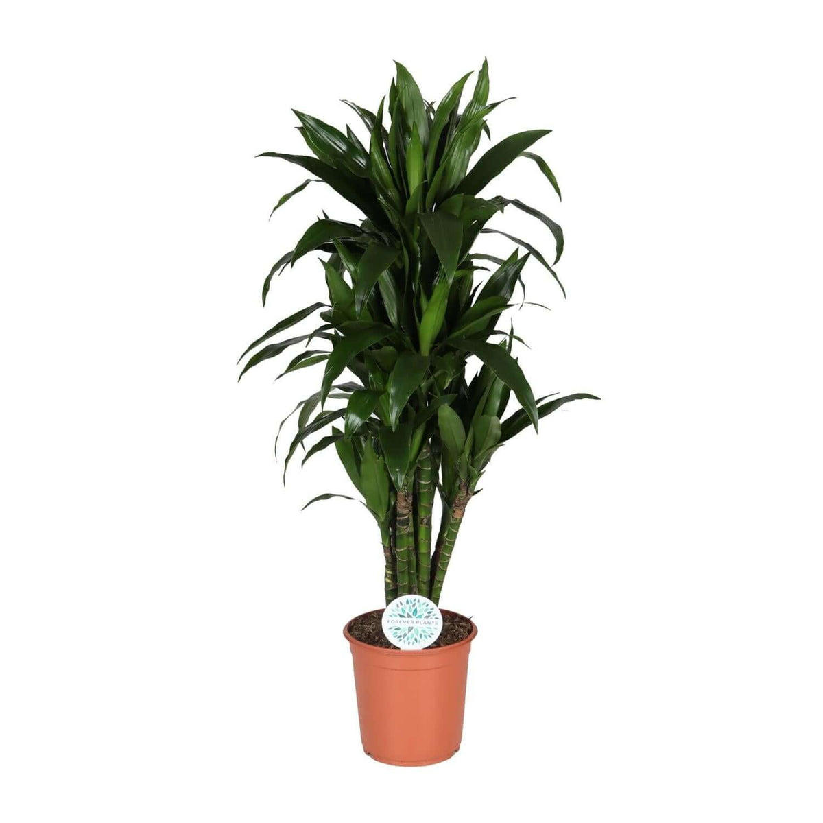 Dracaena Deremensis Janet Lind - Ø27cm - ↕125cm