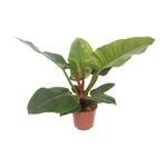 Philodendron Imperial Green - Ø17cm - ↕60cm