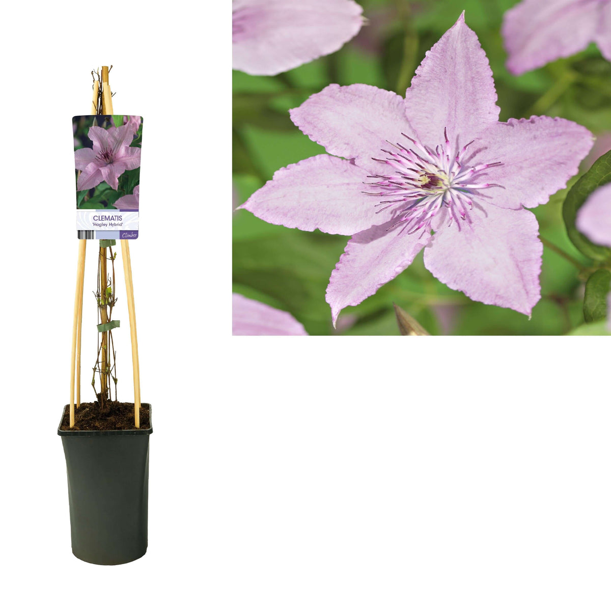 Clematis 'Hagley Hybrid' +light Label - Ø17cm - ↕75cm